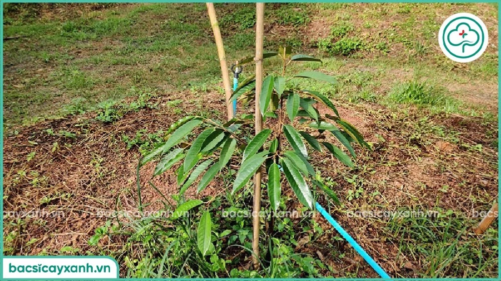 Chăm sóc cây sầu riêng mới trồng dưới 1 năm